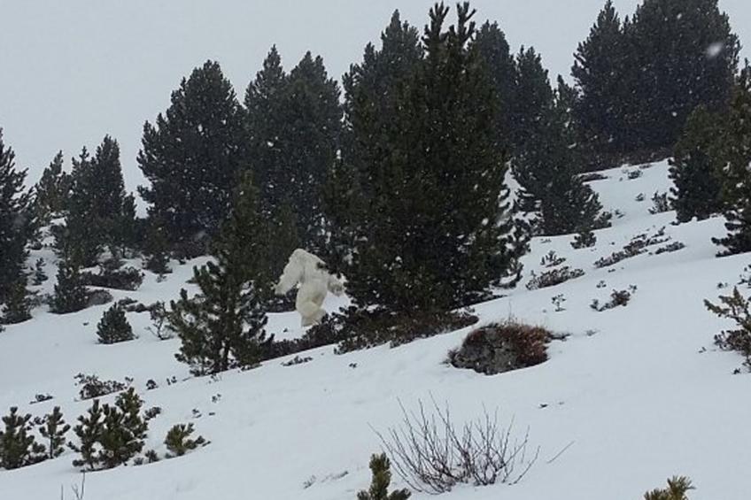 снежный человек