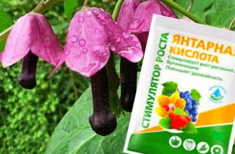 Янтарная кислота для цветоводов