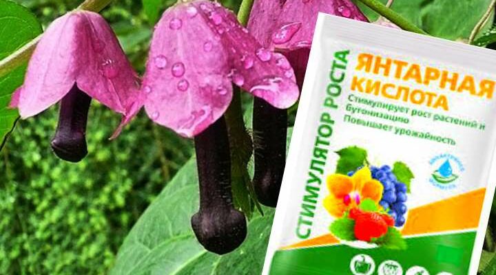 Янтарная кислота для цветоводов