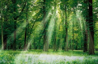 энергетика деревьев