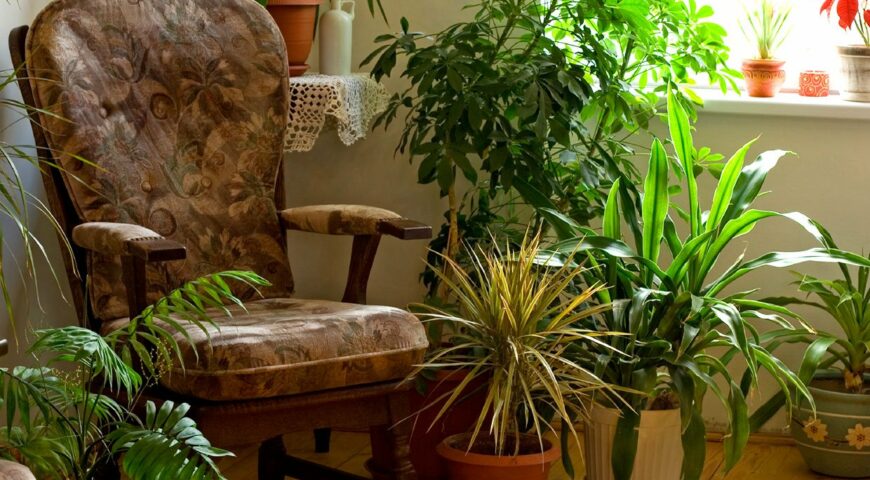 комнатные растения по феншуй