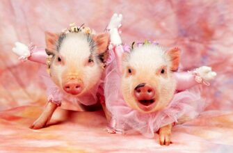 Фен-шуй прогноз на 2019 год