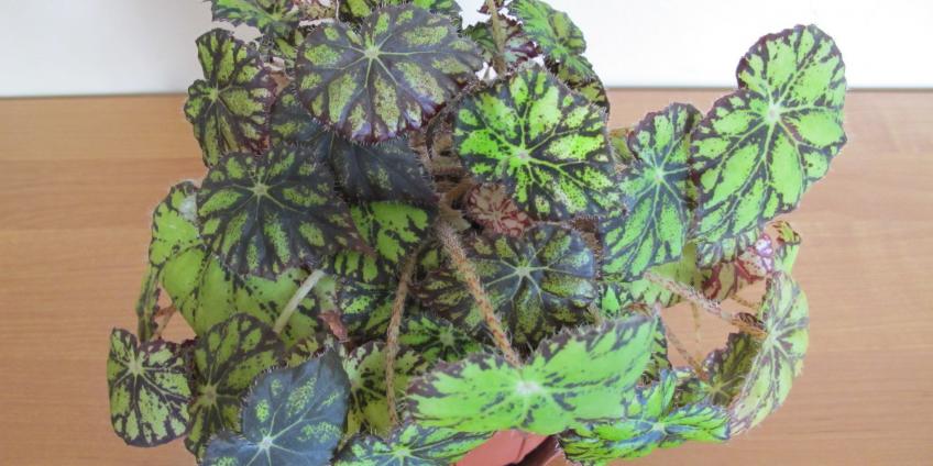 Королевская Бегония