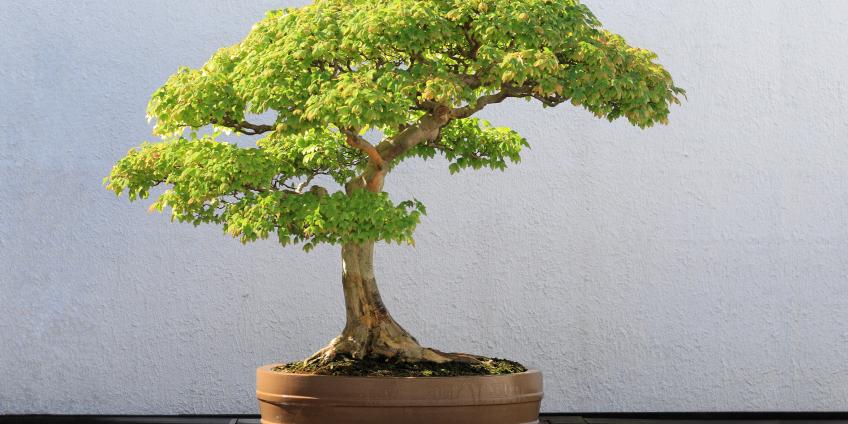 Бонсай