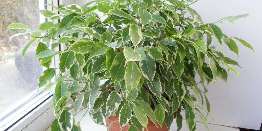 Фикус Кинки