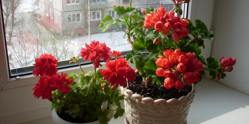 Пеларгония