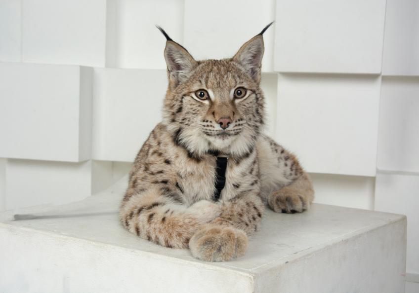 Домашняя рысь