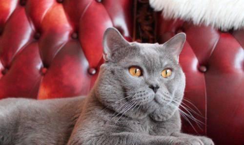 Грациозный кот