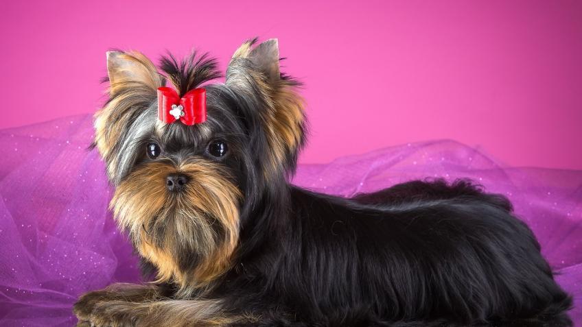 Йоркширский терьер