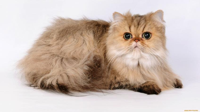 Персидская кошка