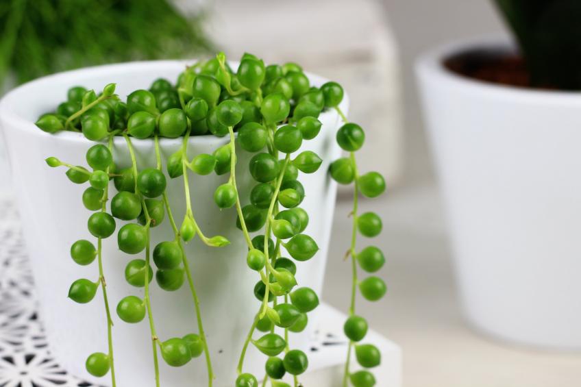 Senecio Rowleyanus — крестовник Роули или жемчужная нить