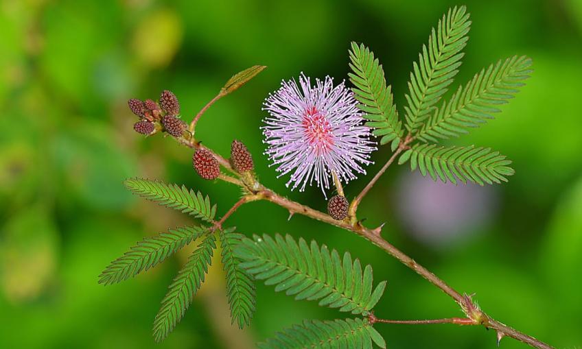 Mimosa Pudica, мимоза стыдливая