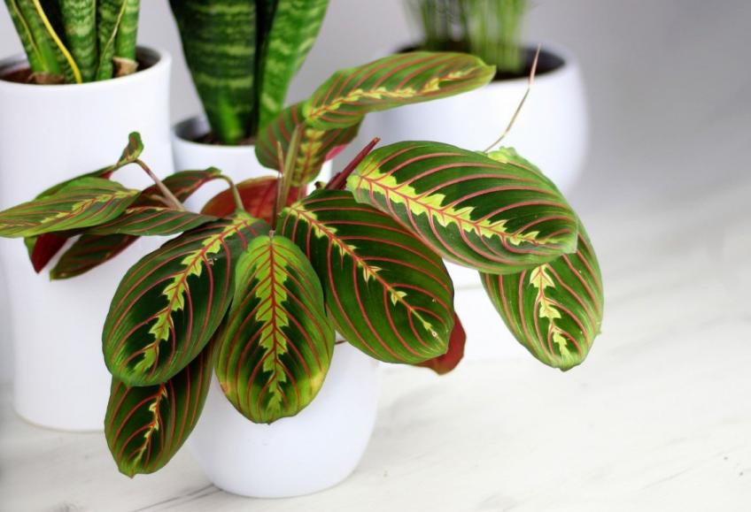 Maranta, молитвенное растение