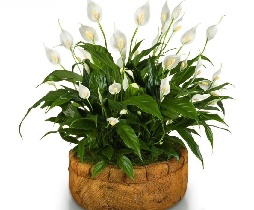 Spathiphyllum, женское счастье