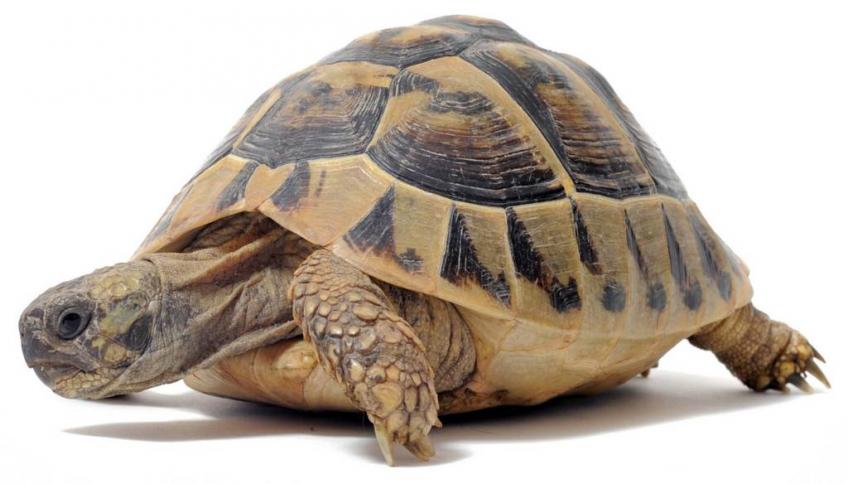 Сухопутная черепаха