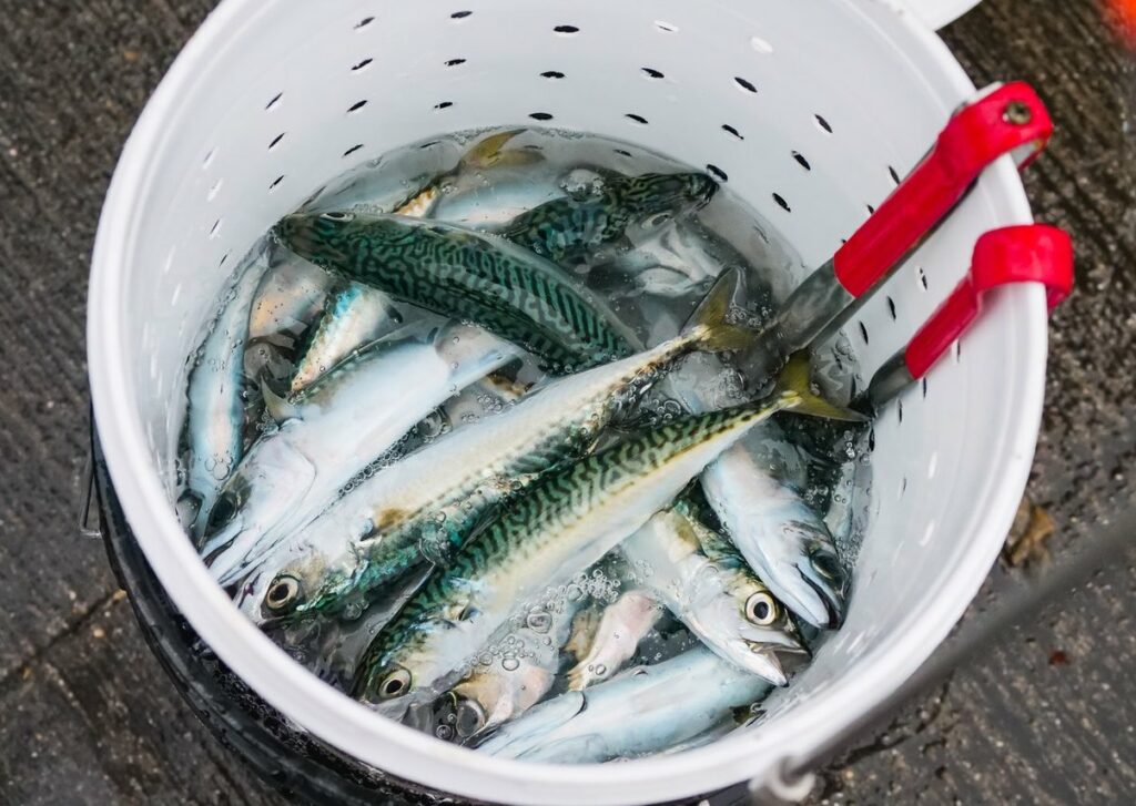 чем полезна морская рыба