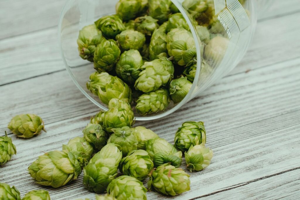 Шишки хмеля